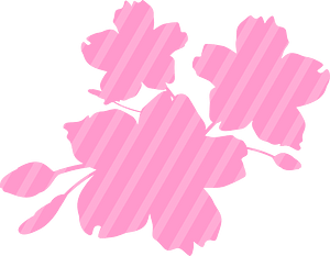 Cherry blossoms
