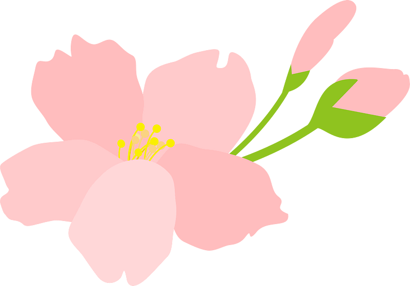 Cherry blossoms