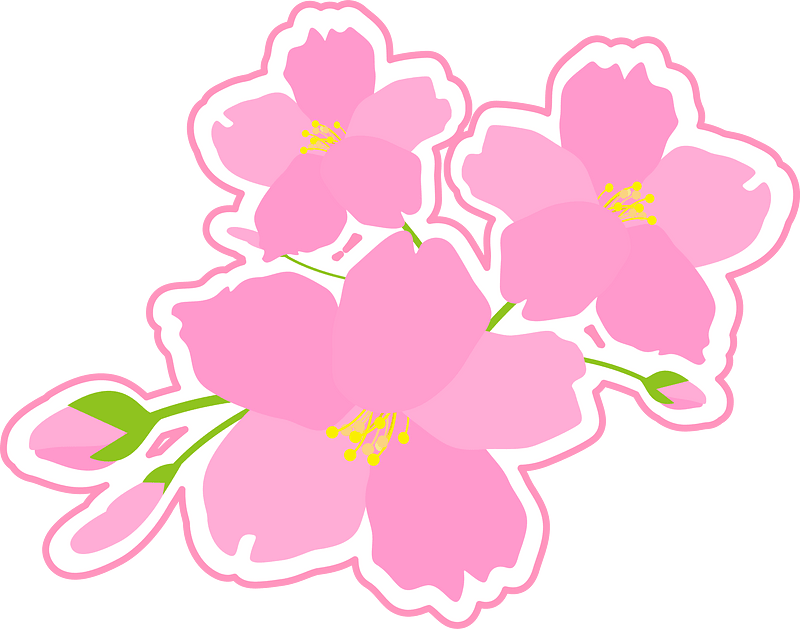 Cherry blossoms