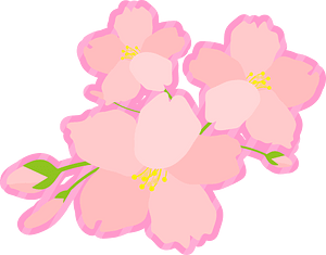Cherry blossoms