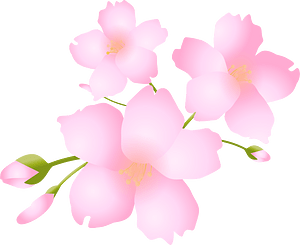 Cherry blossoms