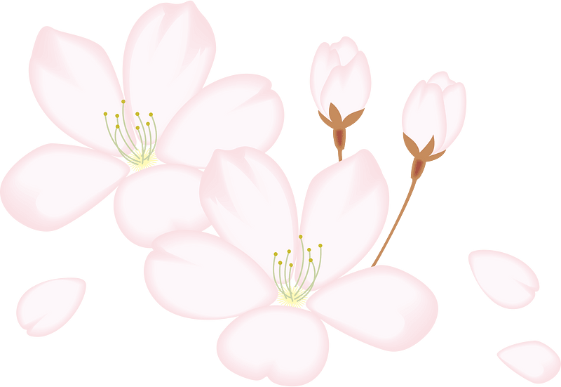Cherry blossoms