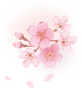 Cherry blossoms