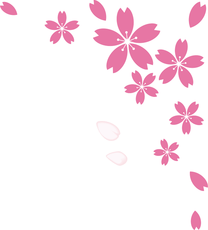 Cherry blossoms