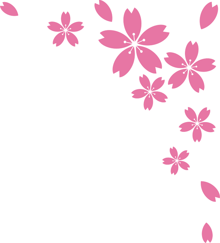 Cherry blossoms