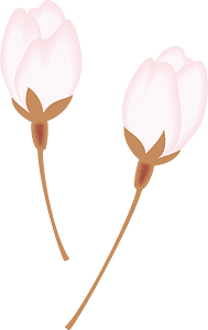 Cherry blossoms