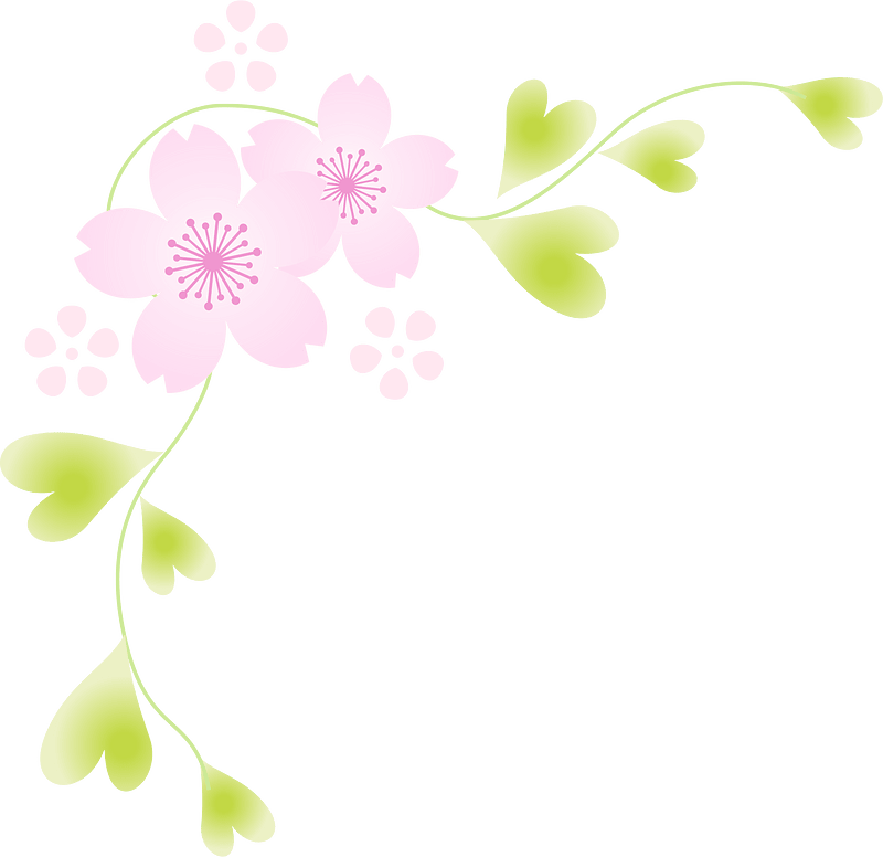 Cherry blossoms