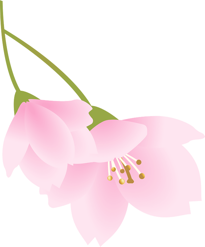 Cherry blossoms