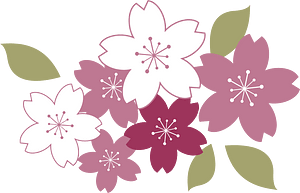 Cherry blossoms