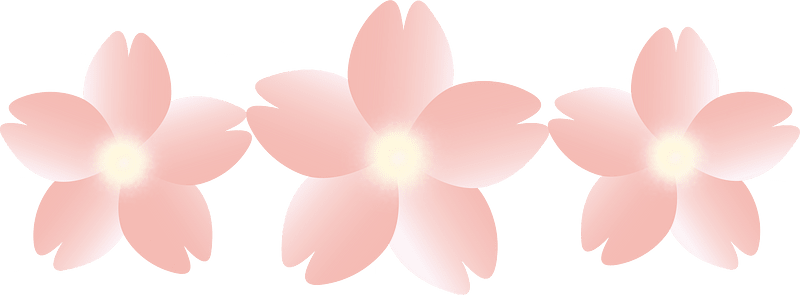 Cherry blossoms