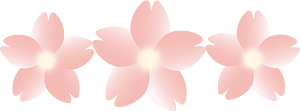 Cherry blossoms