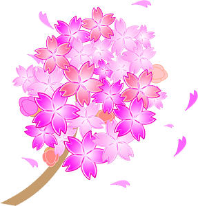 Cherry blossoms