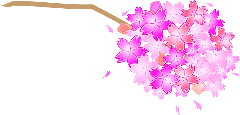 Cherry blossoms