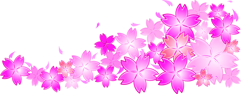 Cherry blossoms