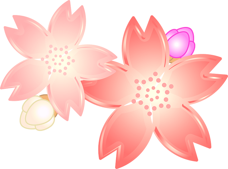 Cherry blossoms