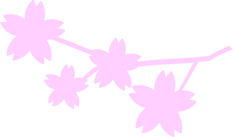 Cherry blossoms