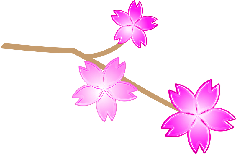 Cherry blossoms