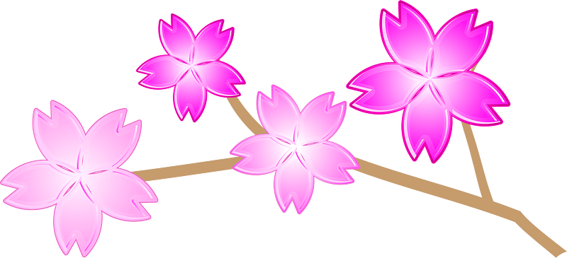 Cherry blossoms