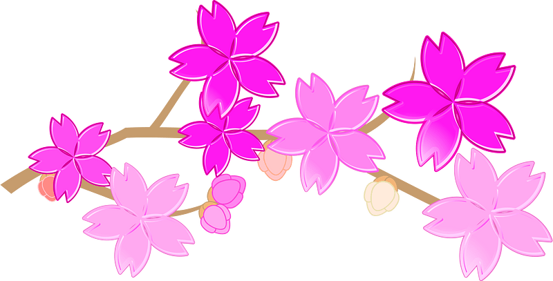 Cherry blossoms