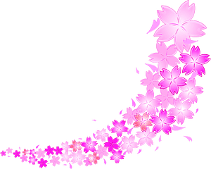 Cherry blossoms
