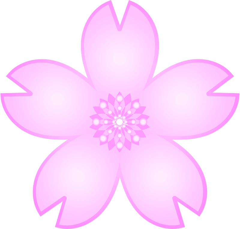 Cherry blossoms