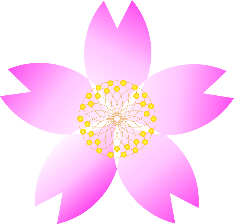 Cherry blossoms