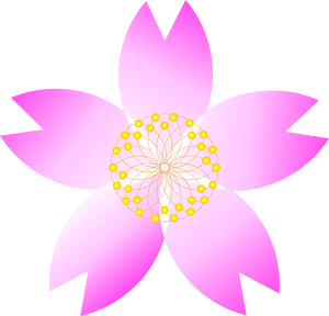 Cherry blossoms