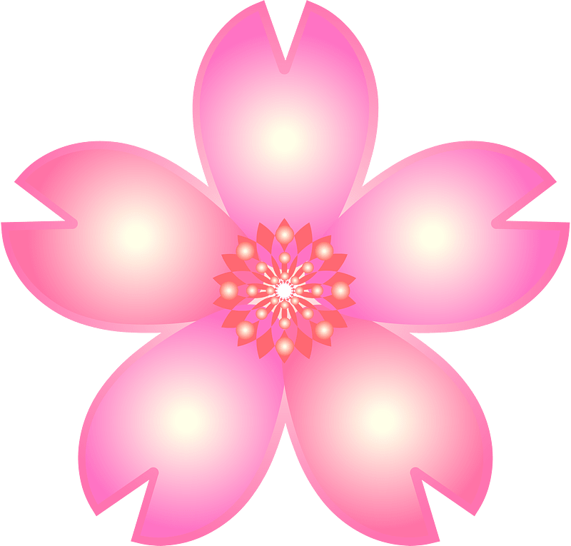 Cherry blossoms