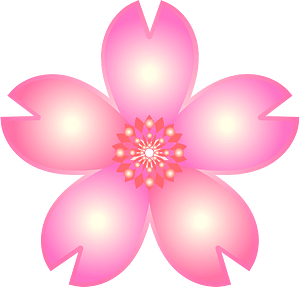 Cherry blossoms