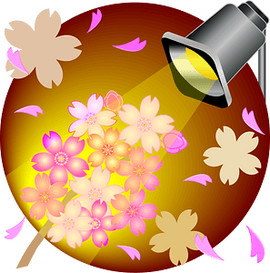 Cherry blossoms