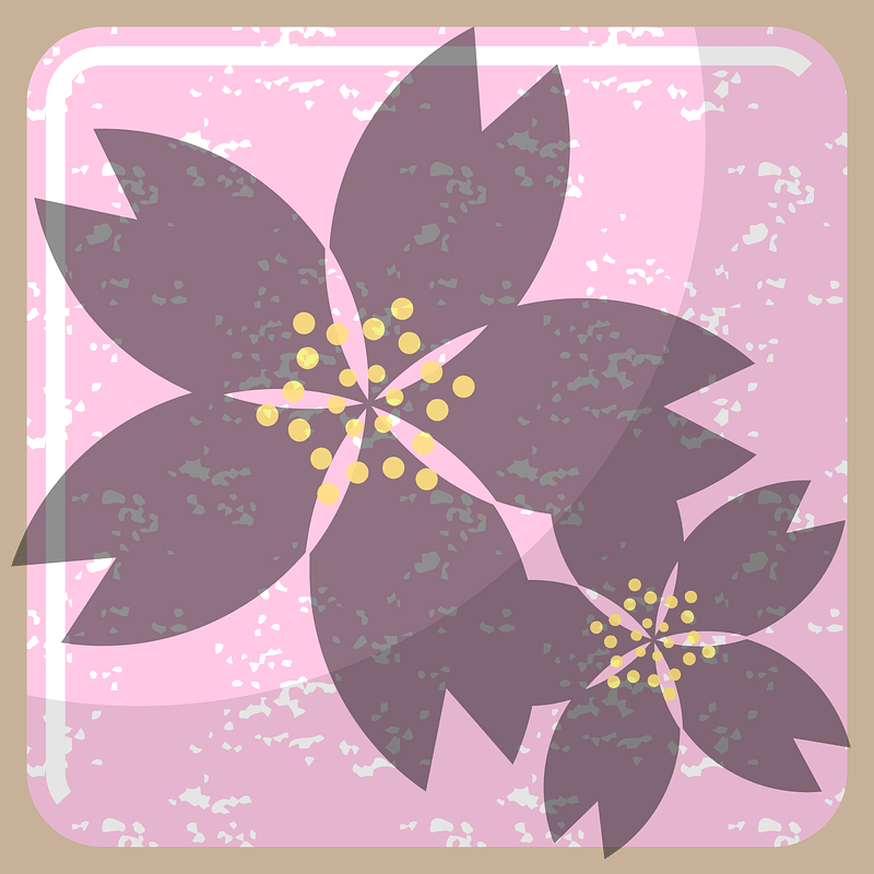 Cherry blossoms
