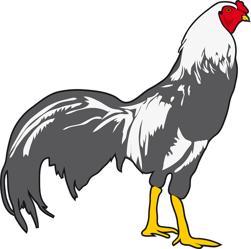 Chicken chick