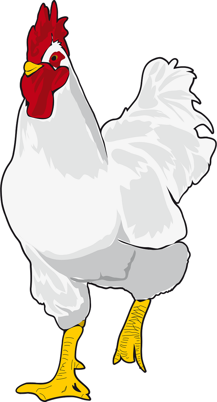 Chicken chick