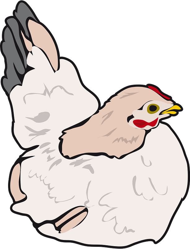 Chicken chick