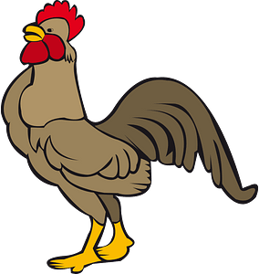 Chicken chick
