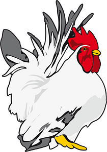 Chicken chick