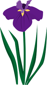 Iris