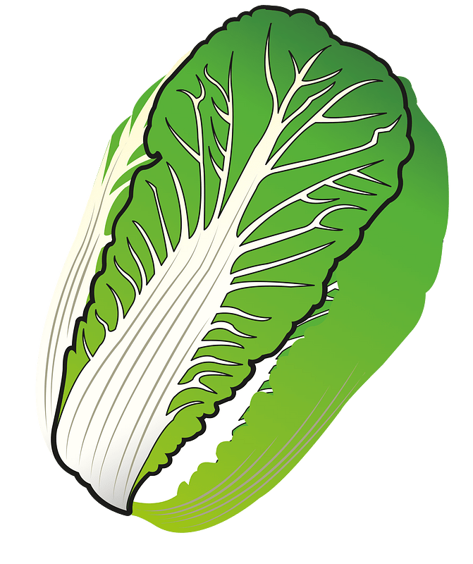 Chinese cabbage