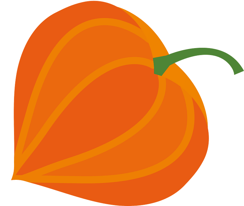 Chinese lantern plant