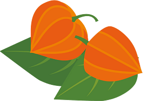 Chinese lantern plant