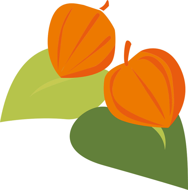 Chinese lantern plant