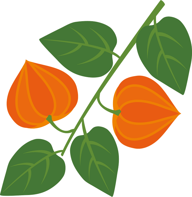 Chinese lantern plant