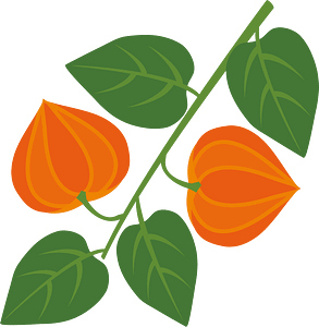 Chinese lantern plant