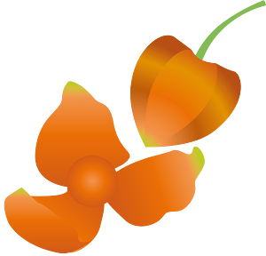 Chinese lantern plant