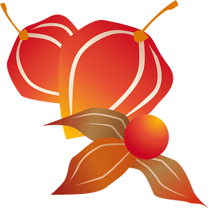 Chinese lantern plant
