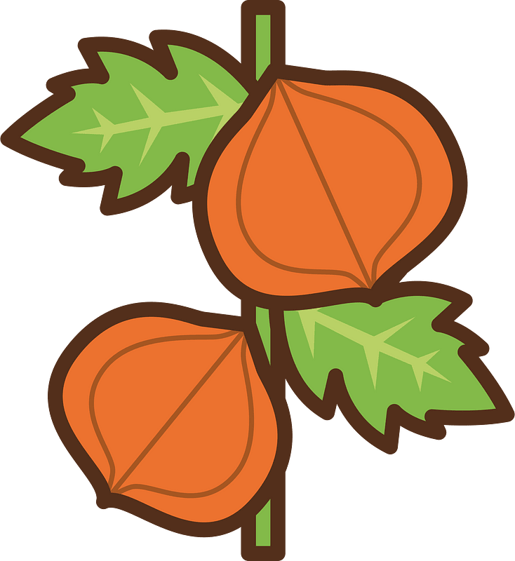 Chinese lantern plant