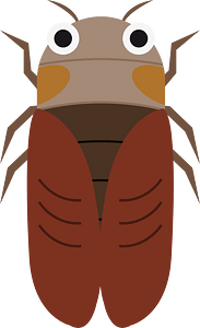 Cicada