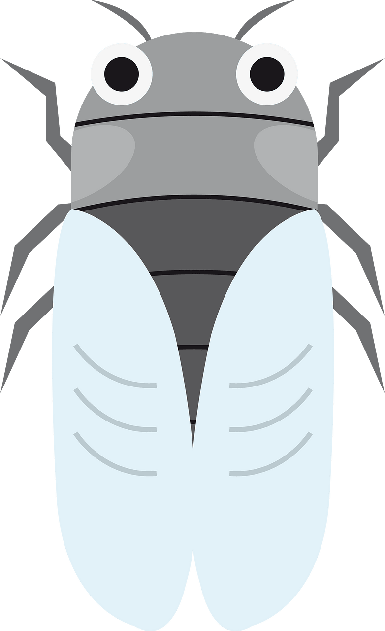 蝉