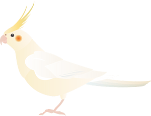 雞尾鸚鵡