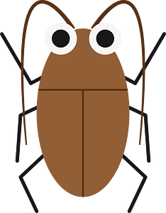 Cockroach insect